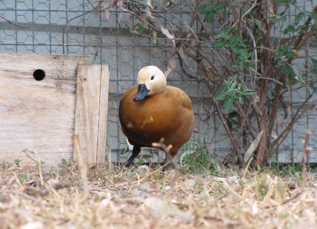 Darling Downs Zoo 19 Oct 2009 - Rudey Shelduck