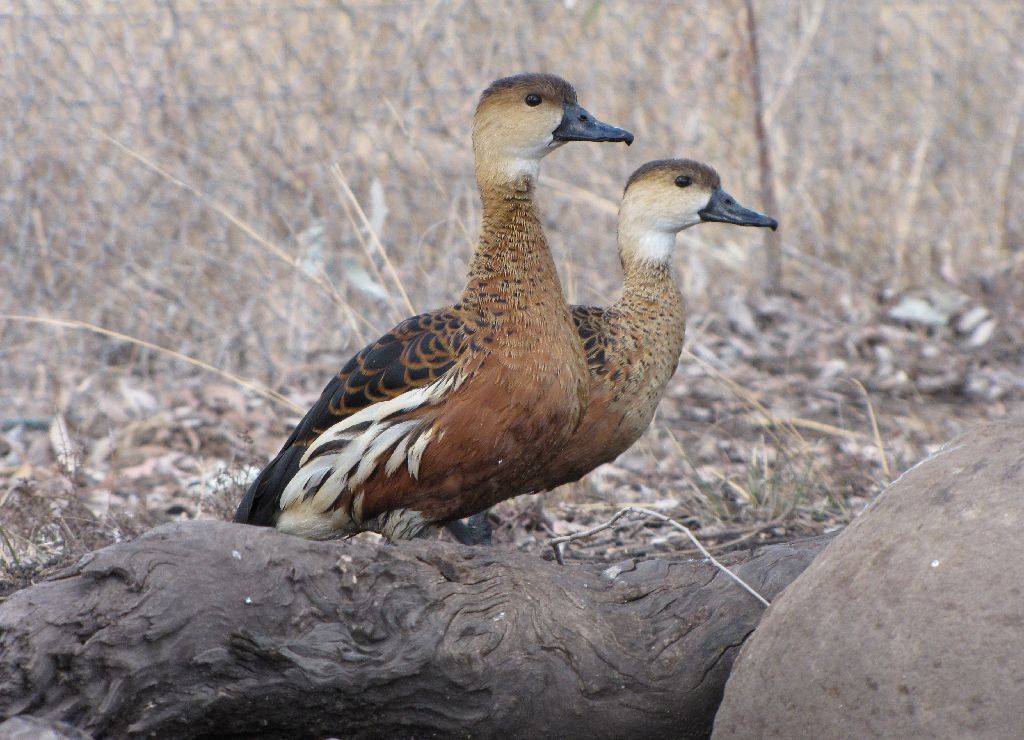 Darling Downs Zoo 19 Oct 2009 - Water Whistlers