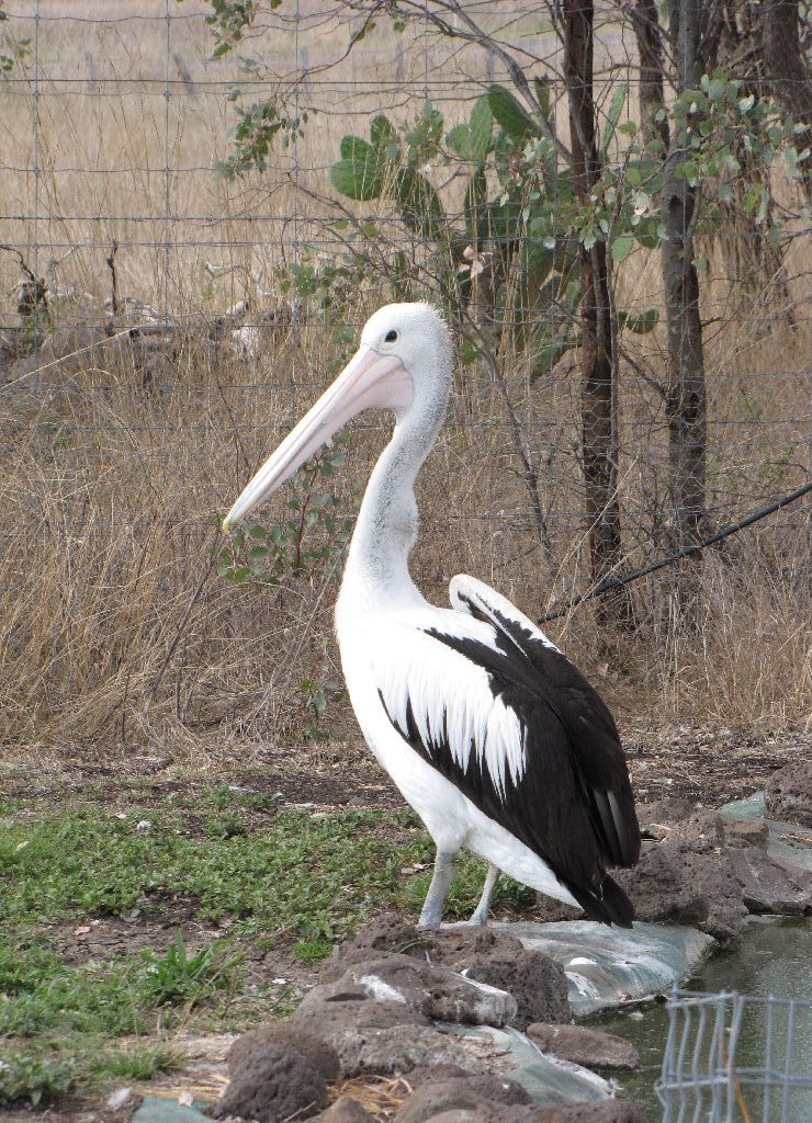 Darling Downs Zoo 19 Oct 2009