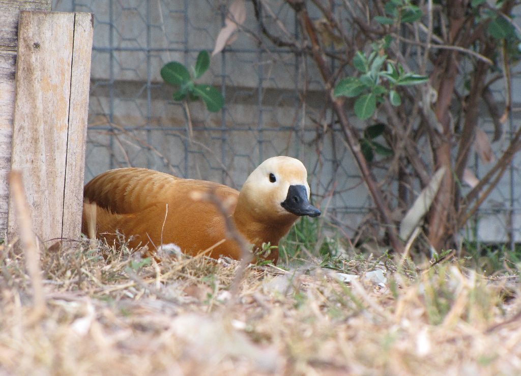 Darling Downs Zoo 19 Oct 2009