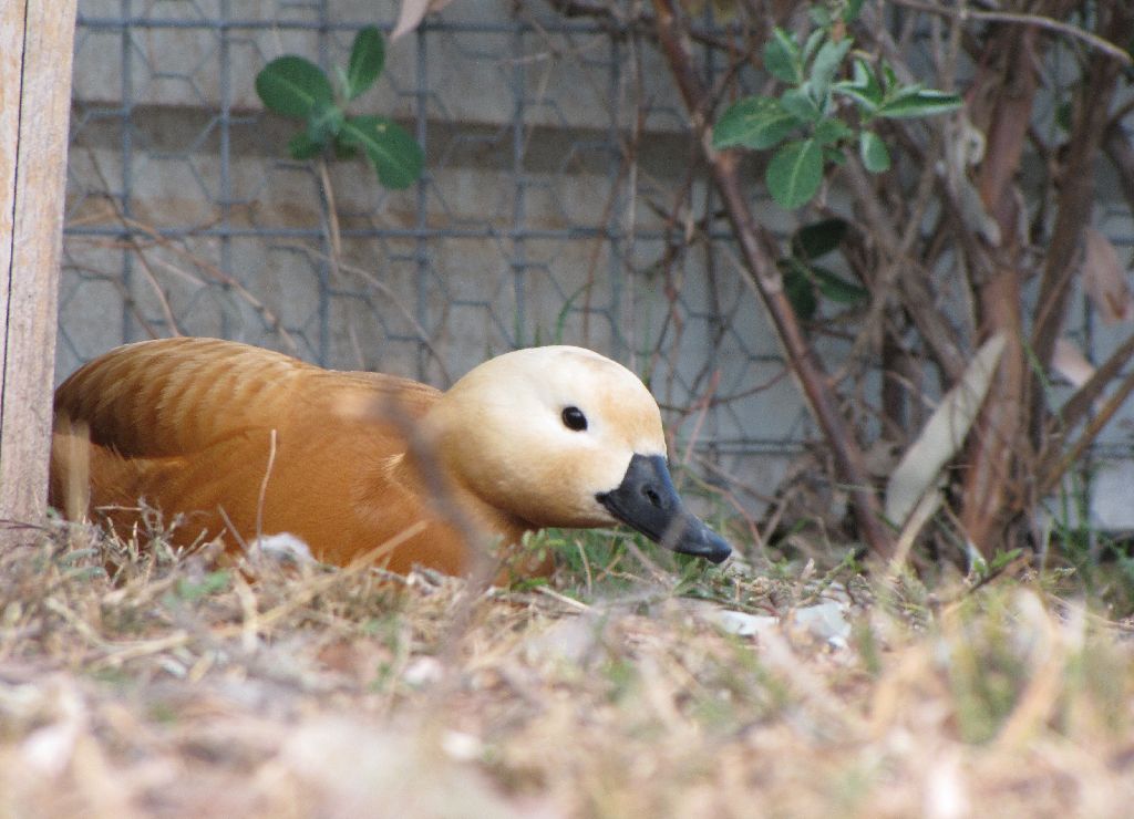 Darling Downs Zoo 19 Oct 2009