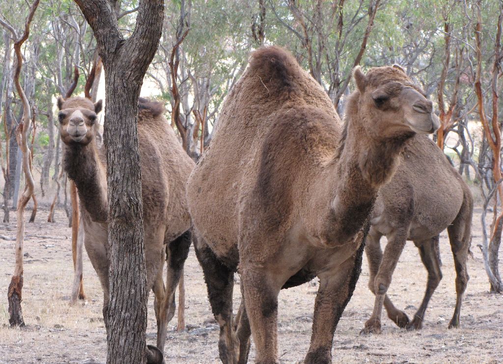 Darling Downs Zoo 19 Oct 2009