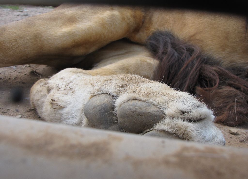 Darling Downs Zoo 19 Oct 2009