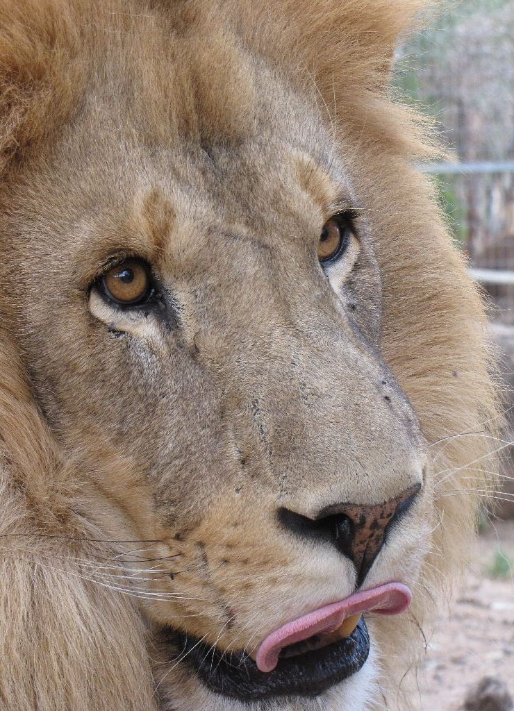 Darling Downs Zoo 19 Oct 2009