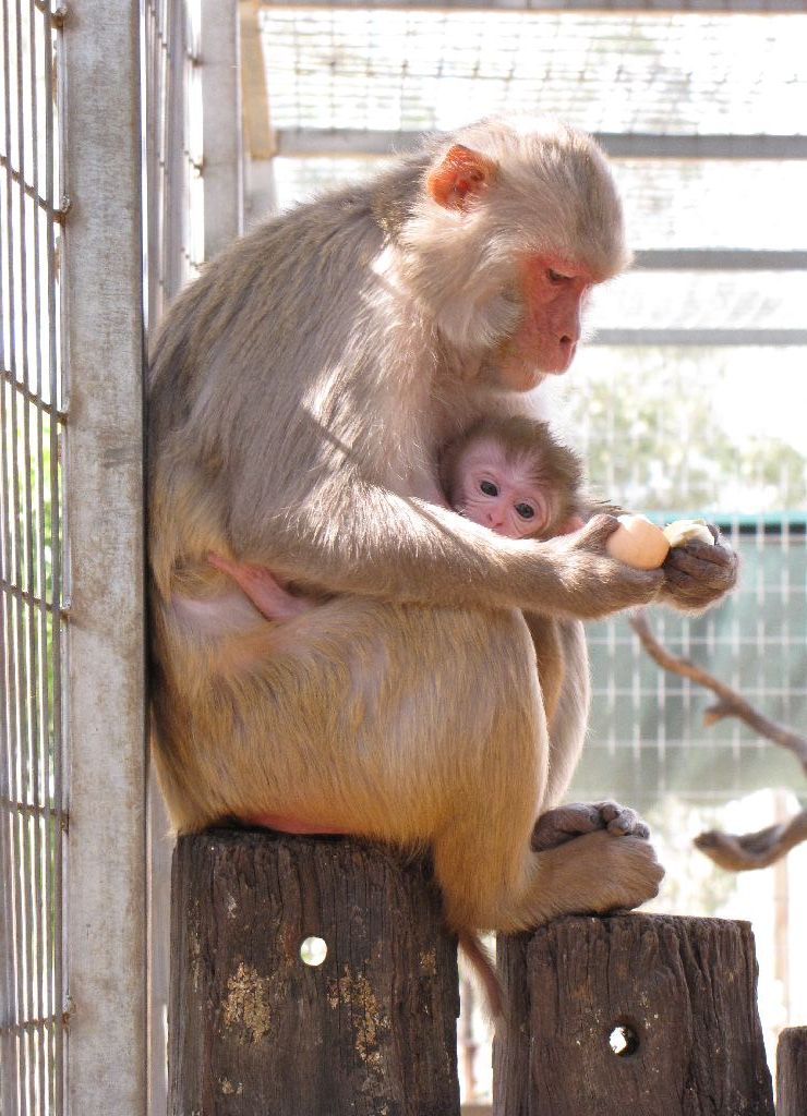 Darling Downs Zoo 19 Oct 2009