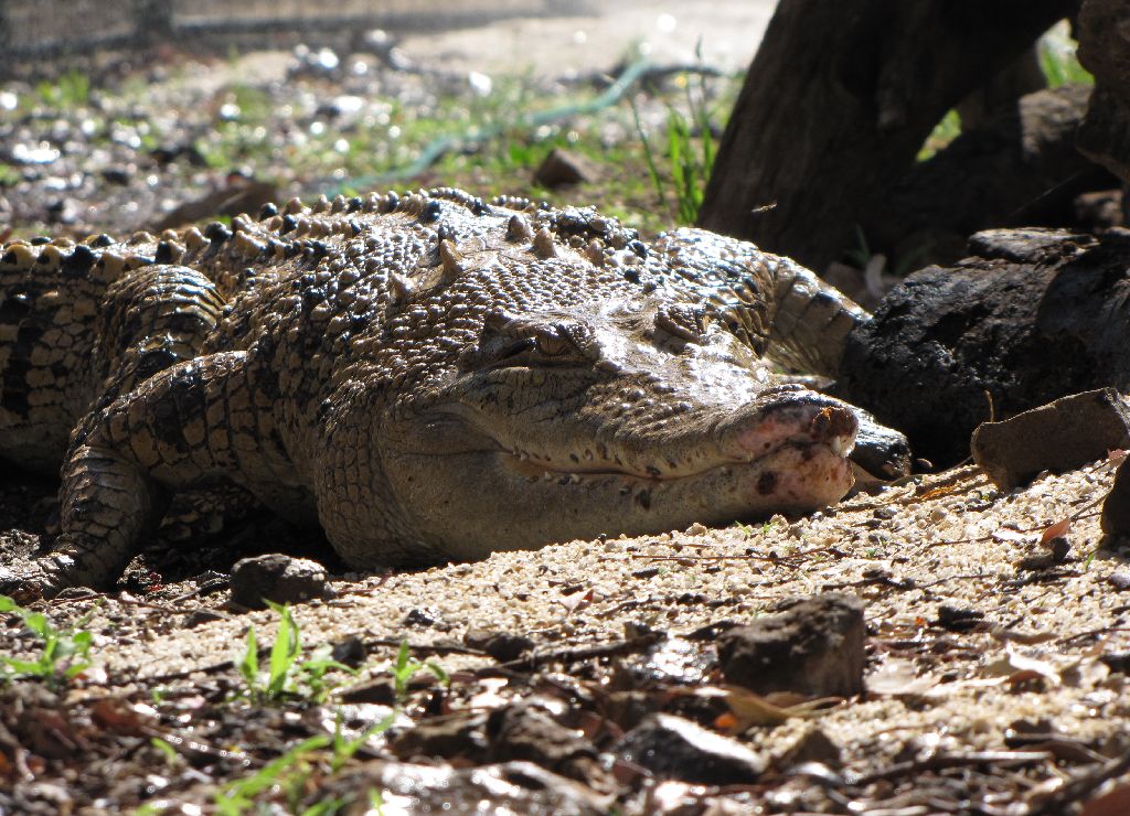 Darling Downs Zoo 19 Oct 2009
