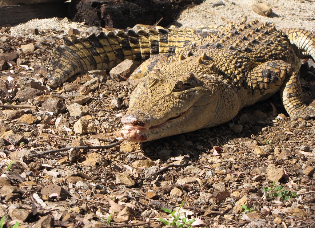Darling Downs Zoo 19 Oct 2009