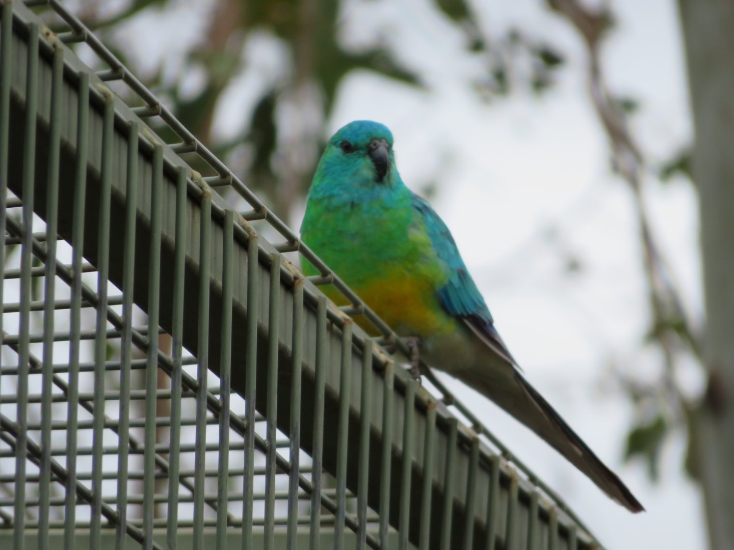 Darling Downs Zoo December 2019