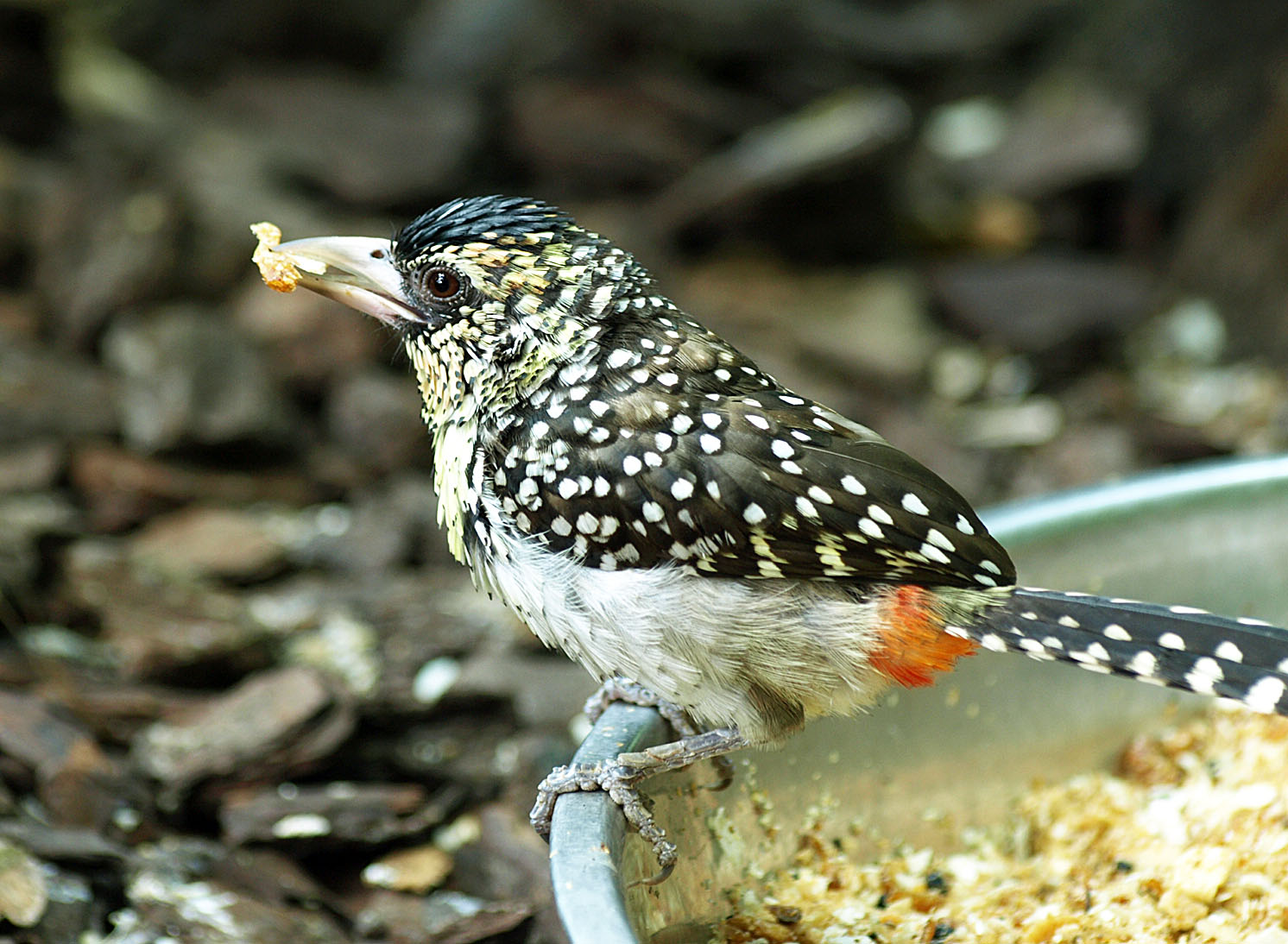 D'Arnaud's barbet