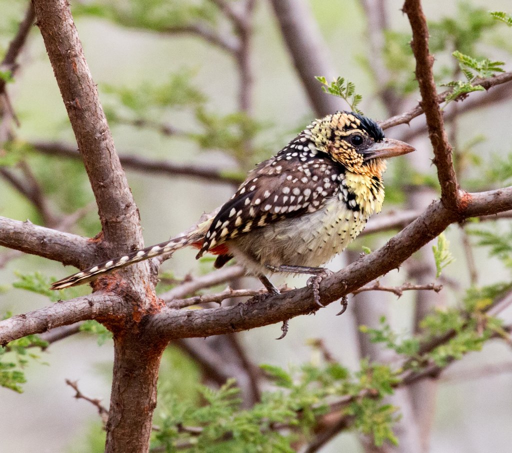 dArnauds Barbet