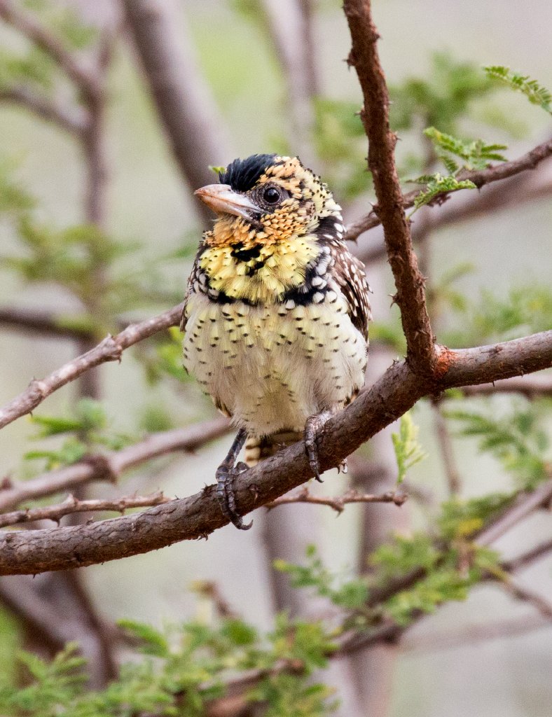 dArnauds Barbet