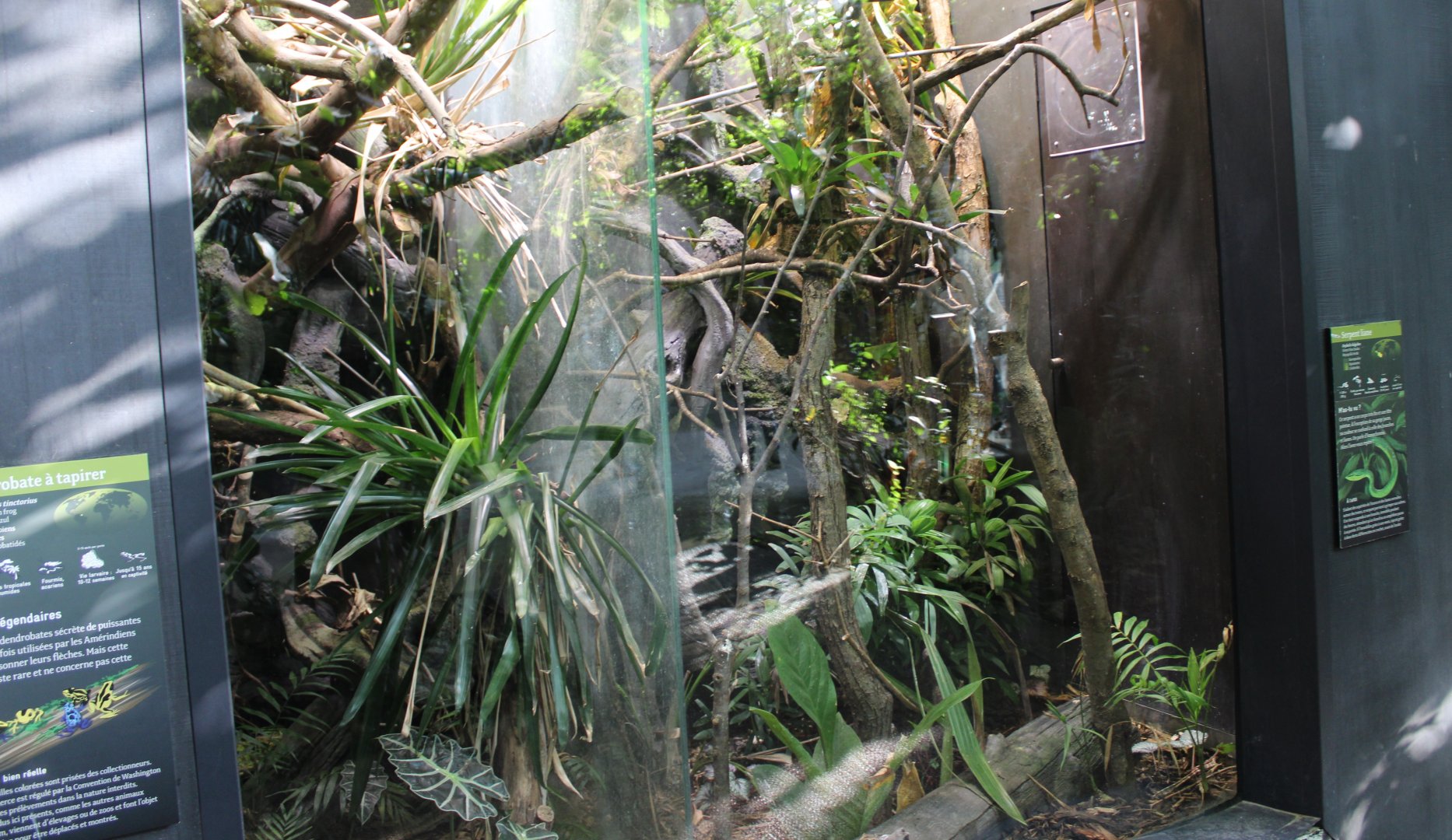 Dart frog and Snake-enclosures