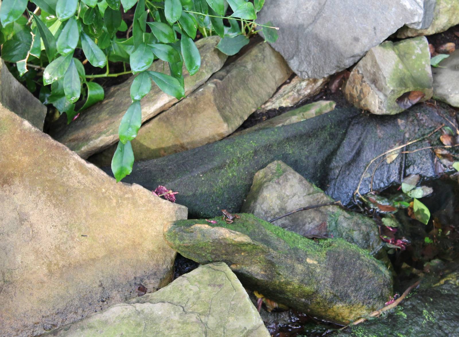 Dart frog at Butterfly-walk-through