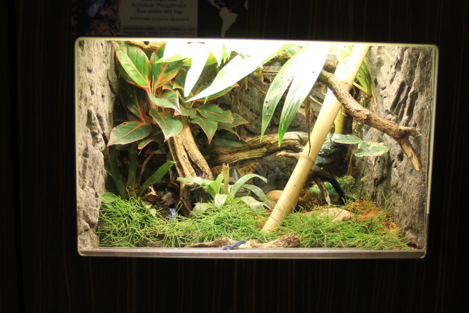 Dart frog - Blue gecko enclosure