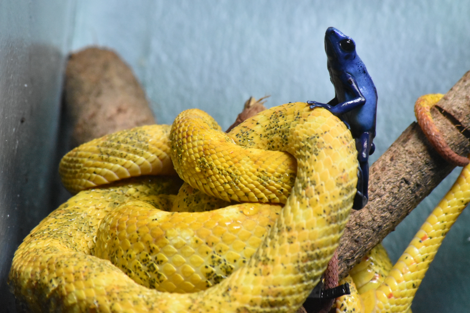 Dart Frog Climbing on Eyelash Viper