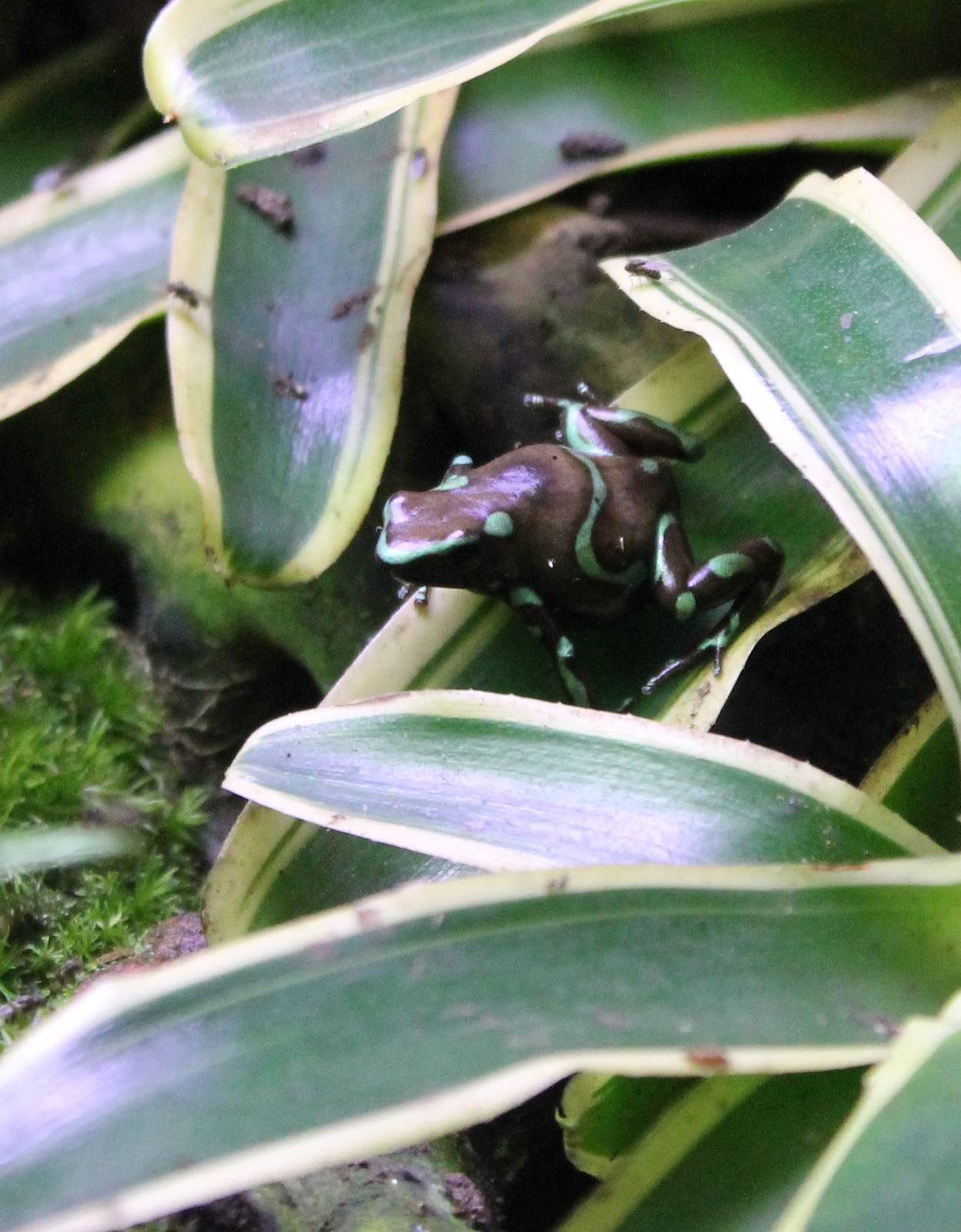 Dart frog Dendrobates auratus