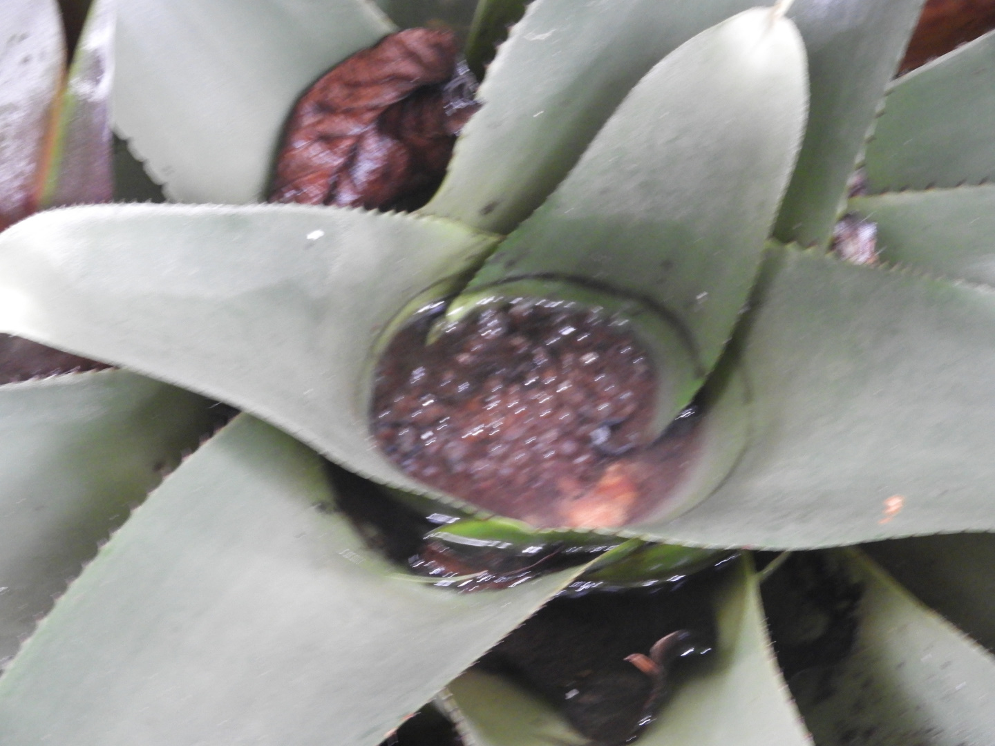 Dart frog eggs (prob. Epipedobates anthonyi)