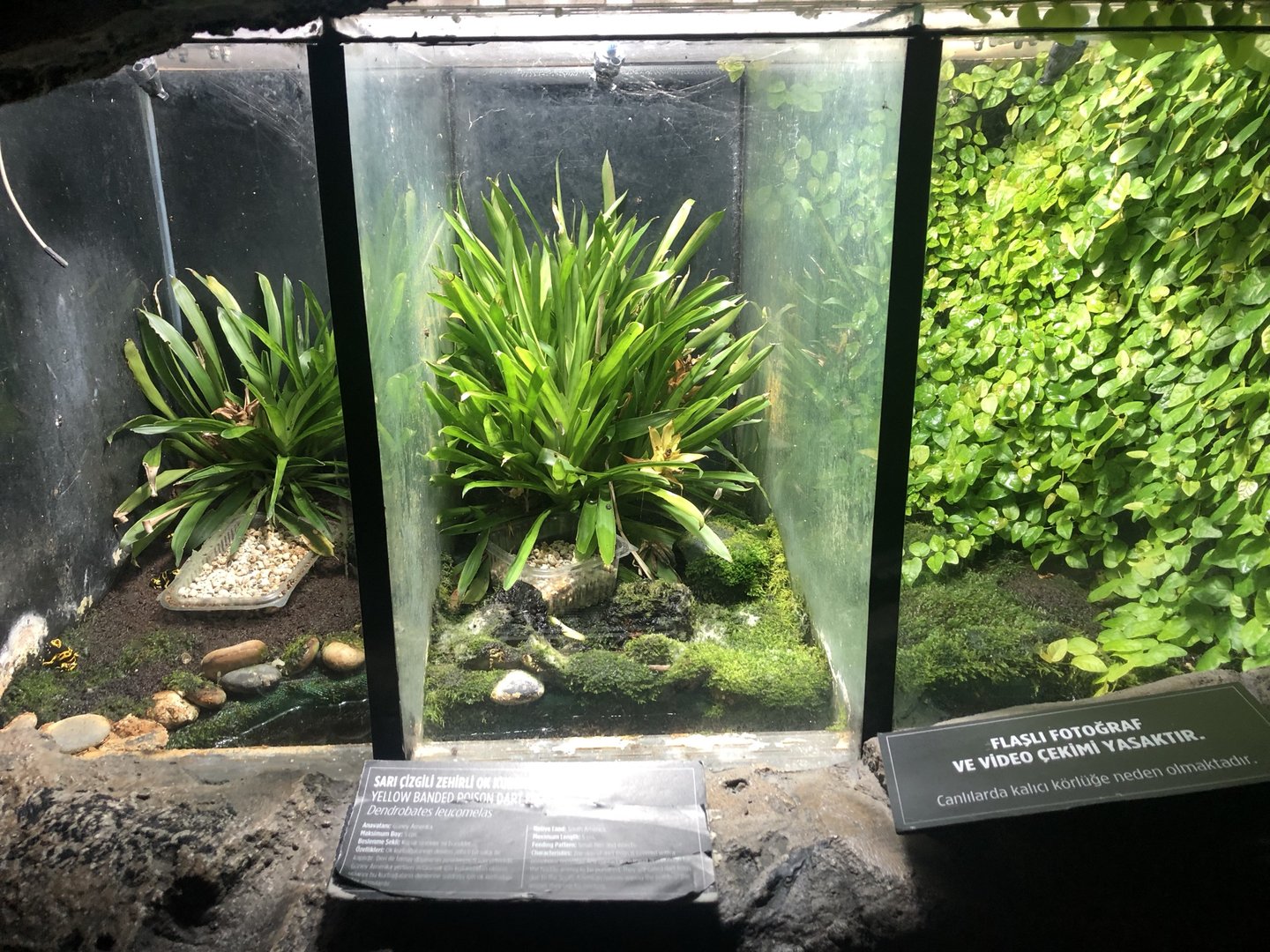 Dart Frog Enclosure at Aqua Vega