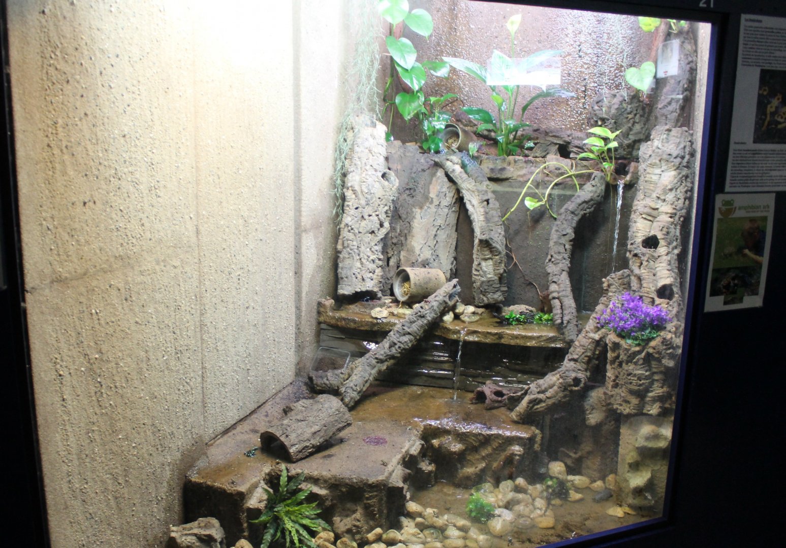 Dart frog enclosure
