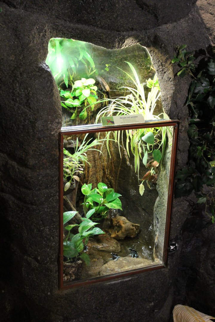 Dart frog-enclosure