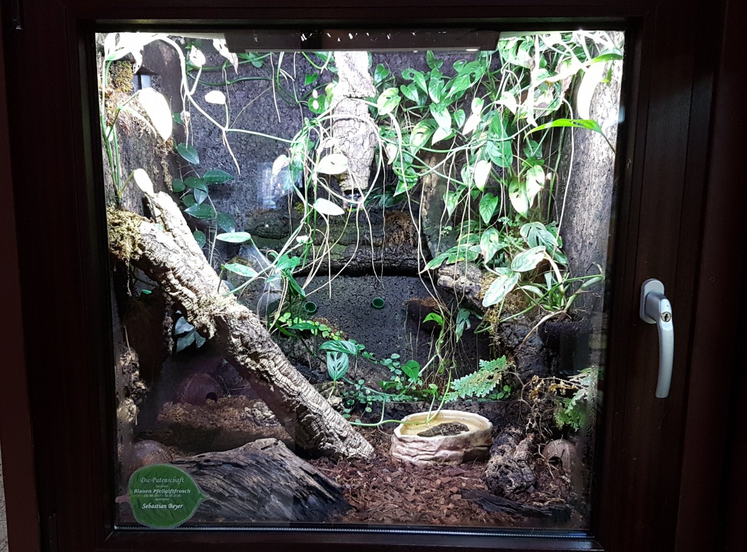Dart frog-enclosure