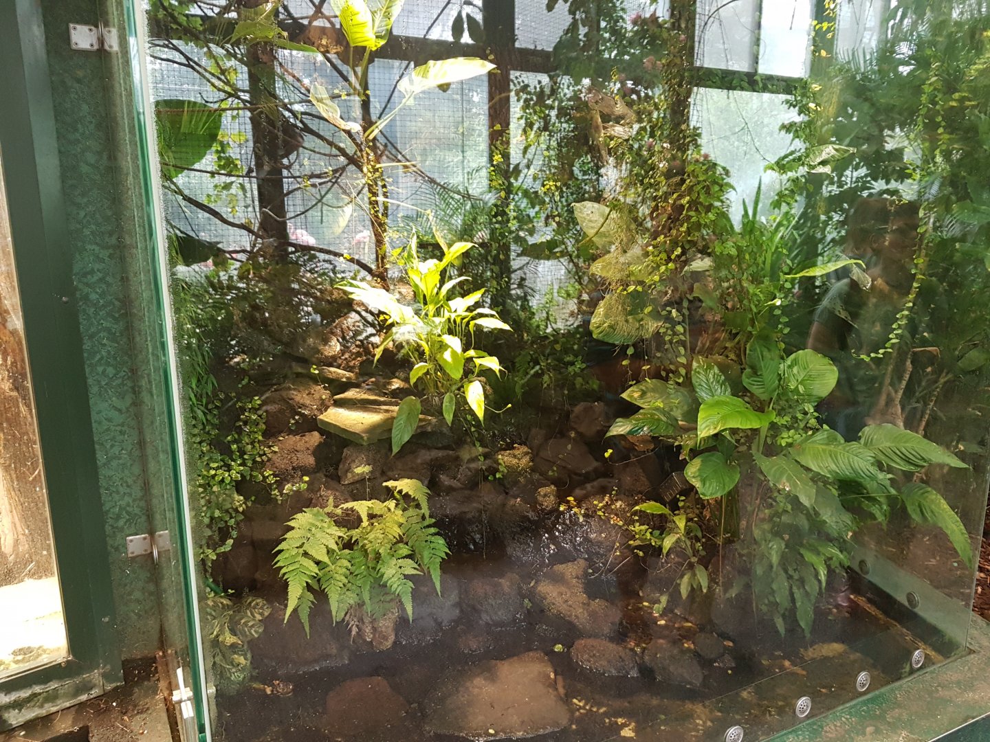 Dart frog-enclosure
