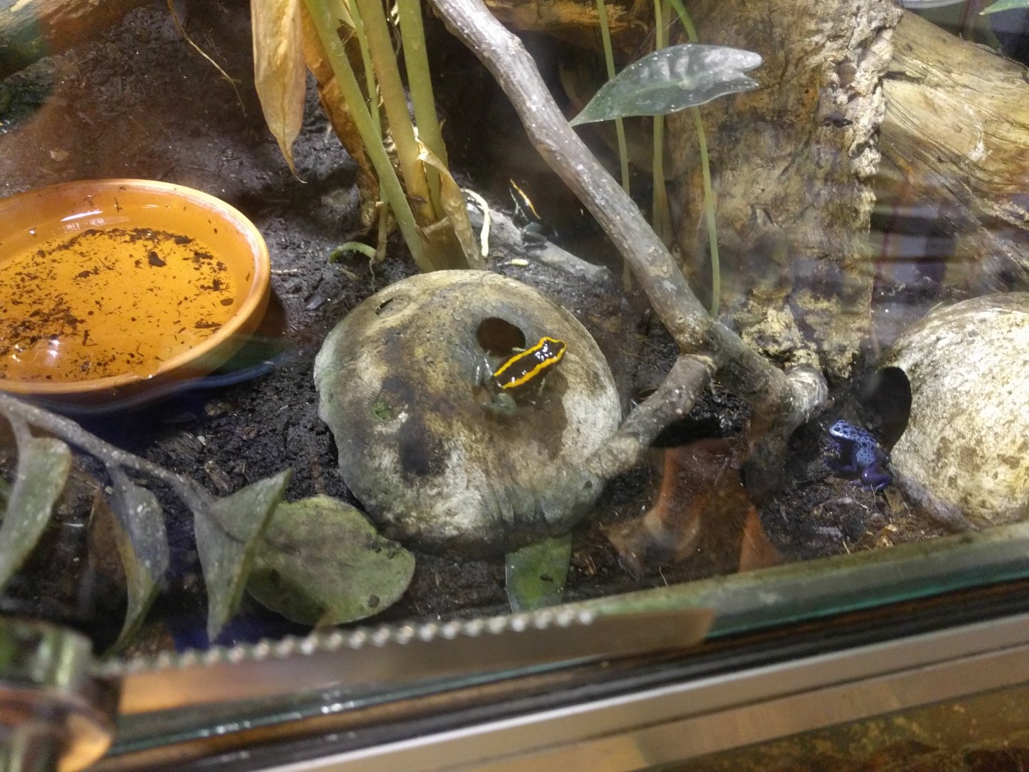 Dart Frog Enclosure