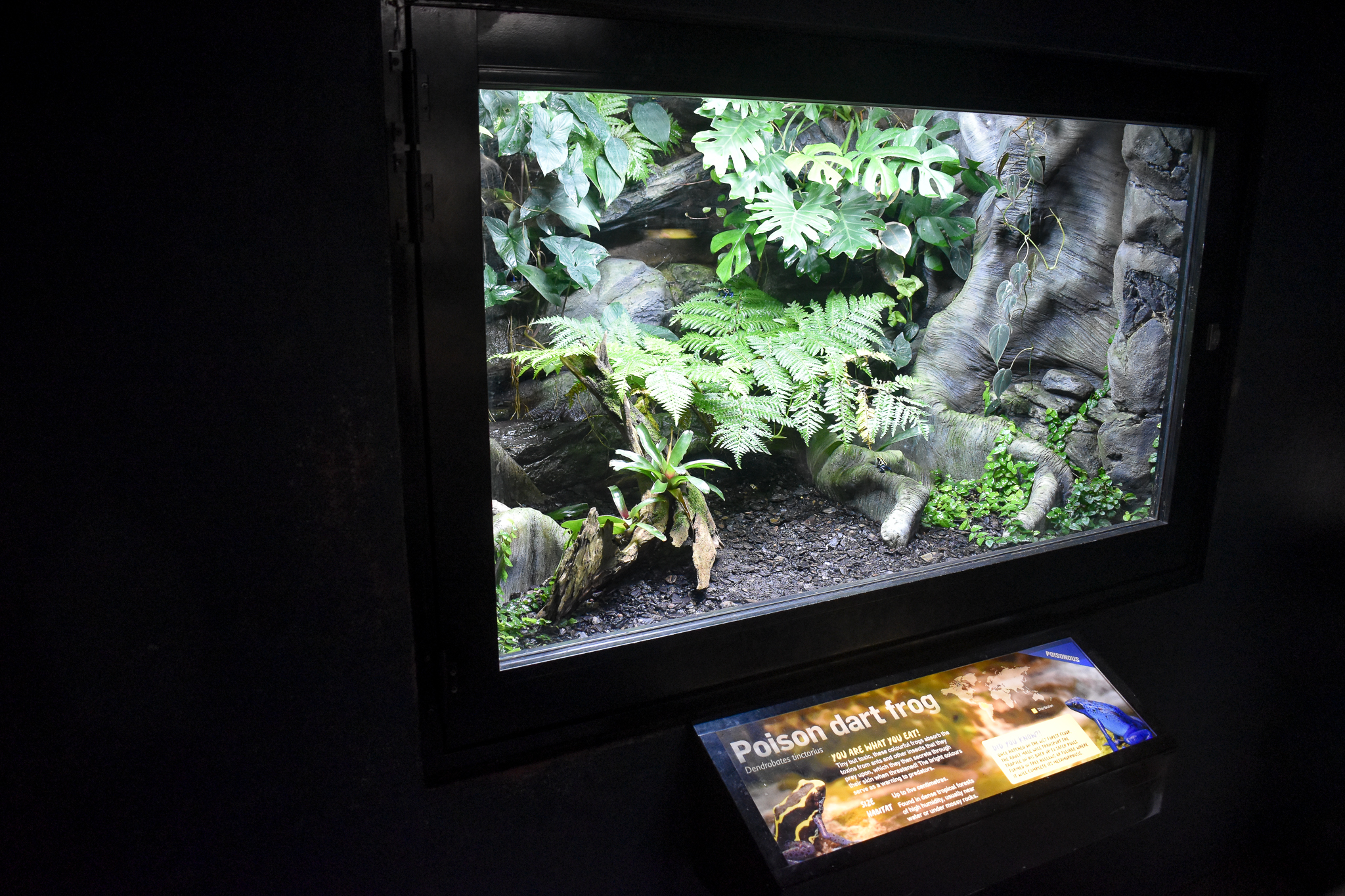 Dart Frog Enclosure
