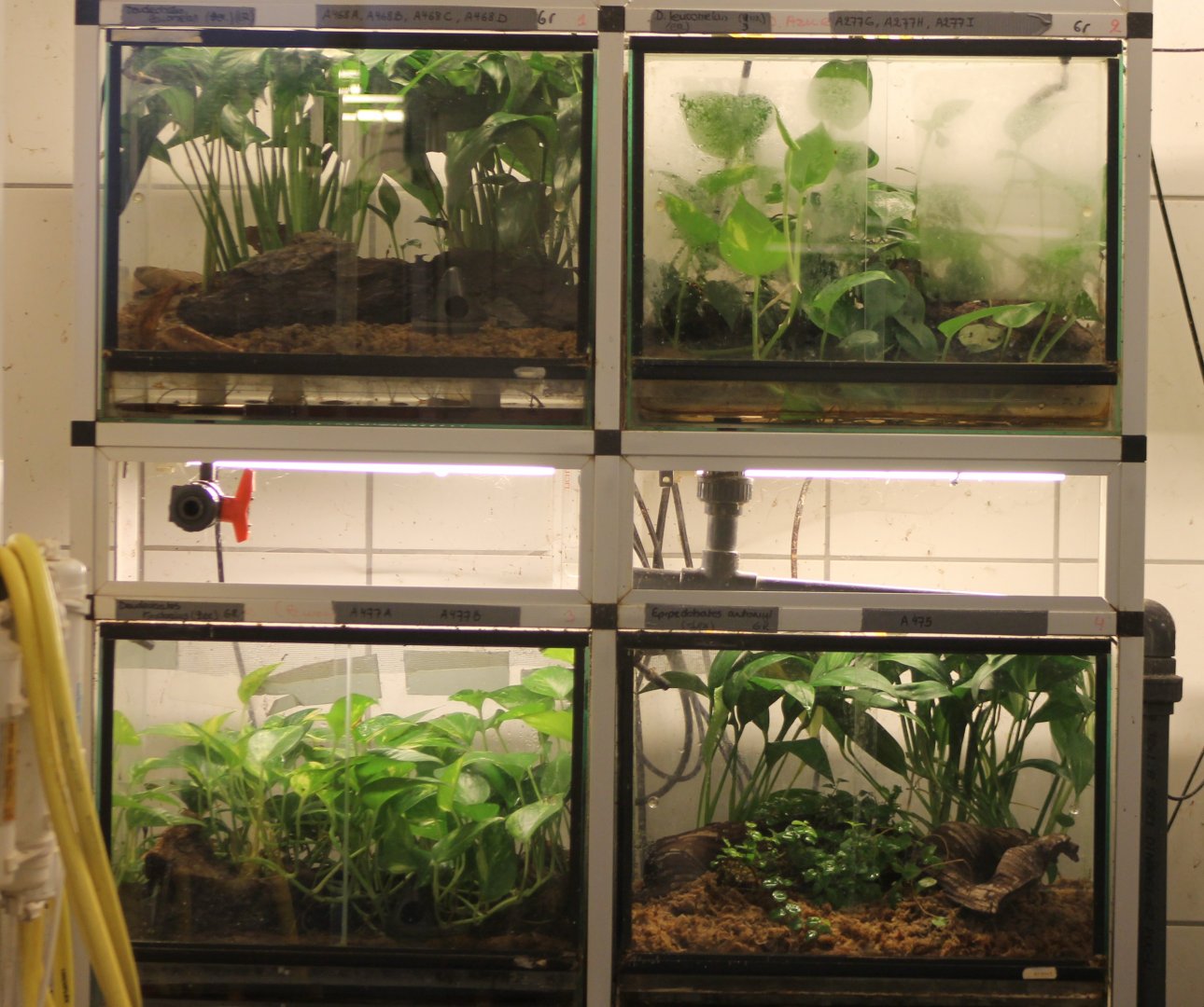 Dart frog-enclosures behind the scenes