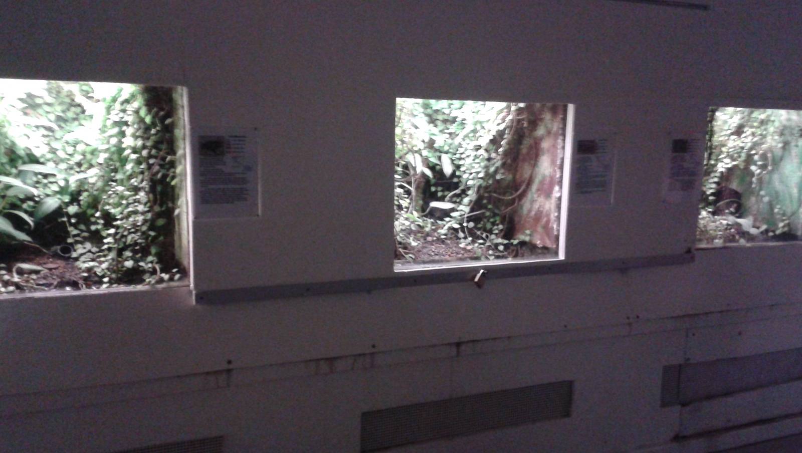 Dart frog-enclosures