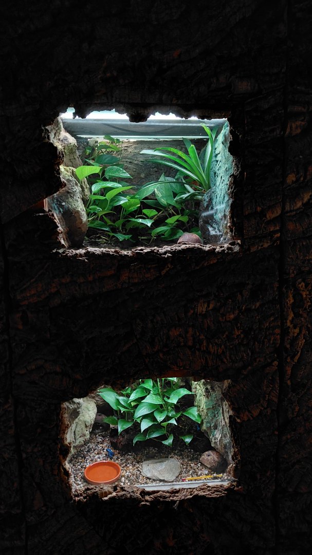 Dart frog exhibits