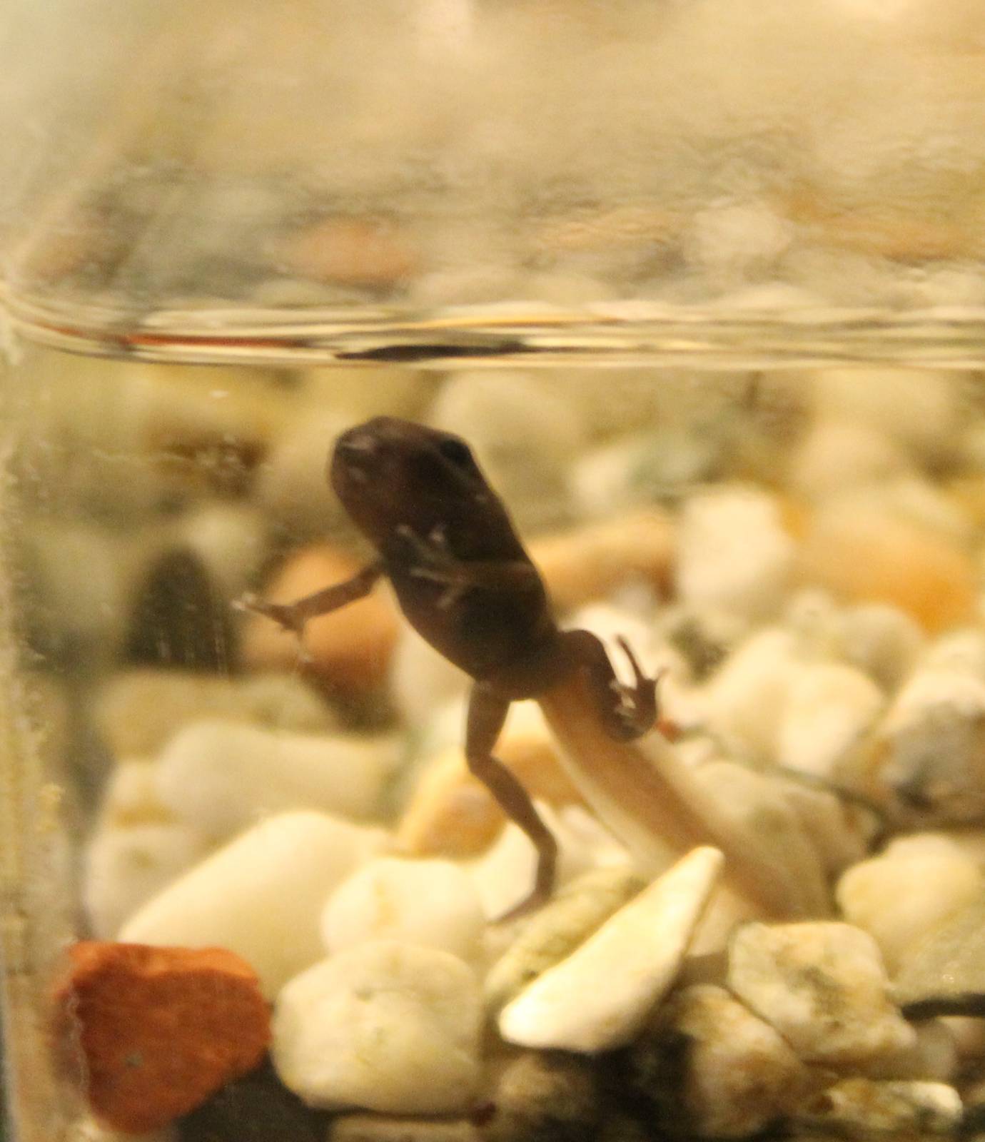 Dart frog froglet