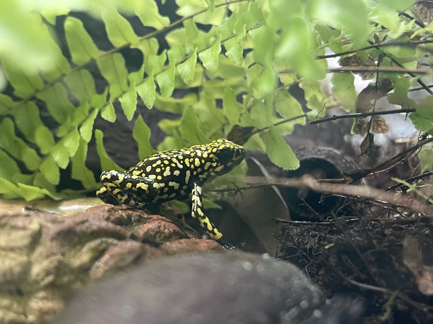 Dart Frog ID? (21.06.25)
