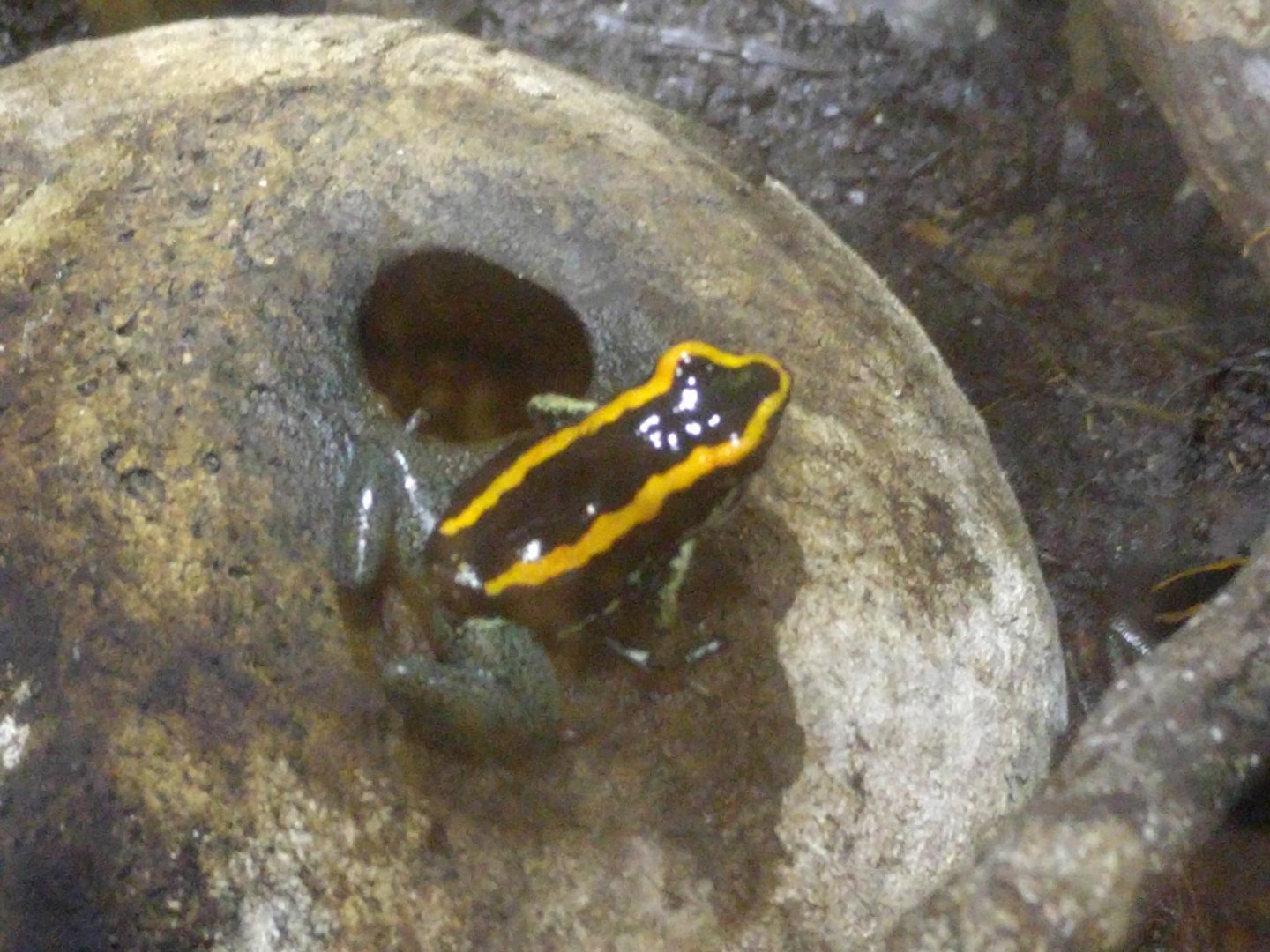 Dart Frog ID
