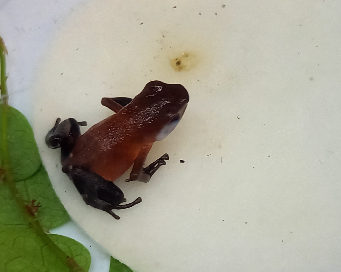 Dart frog ID