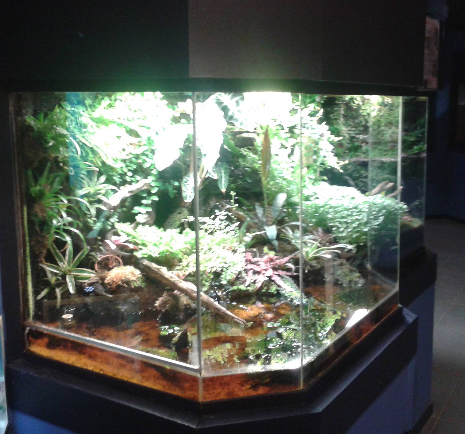 Dart frog paludarium