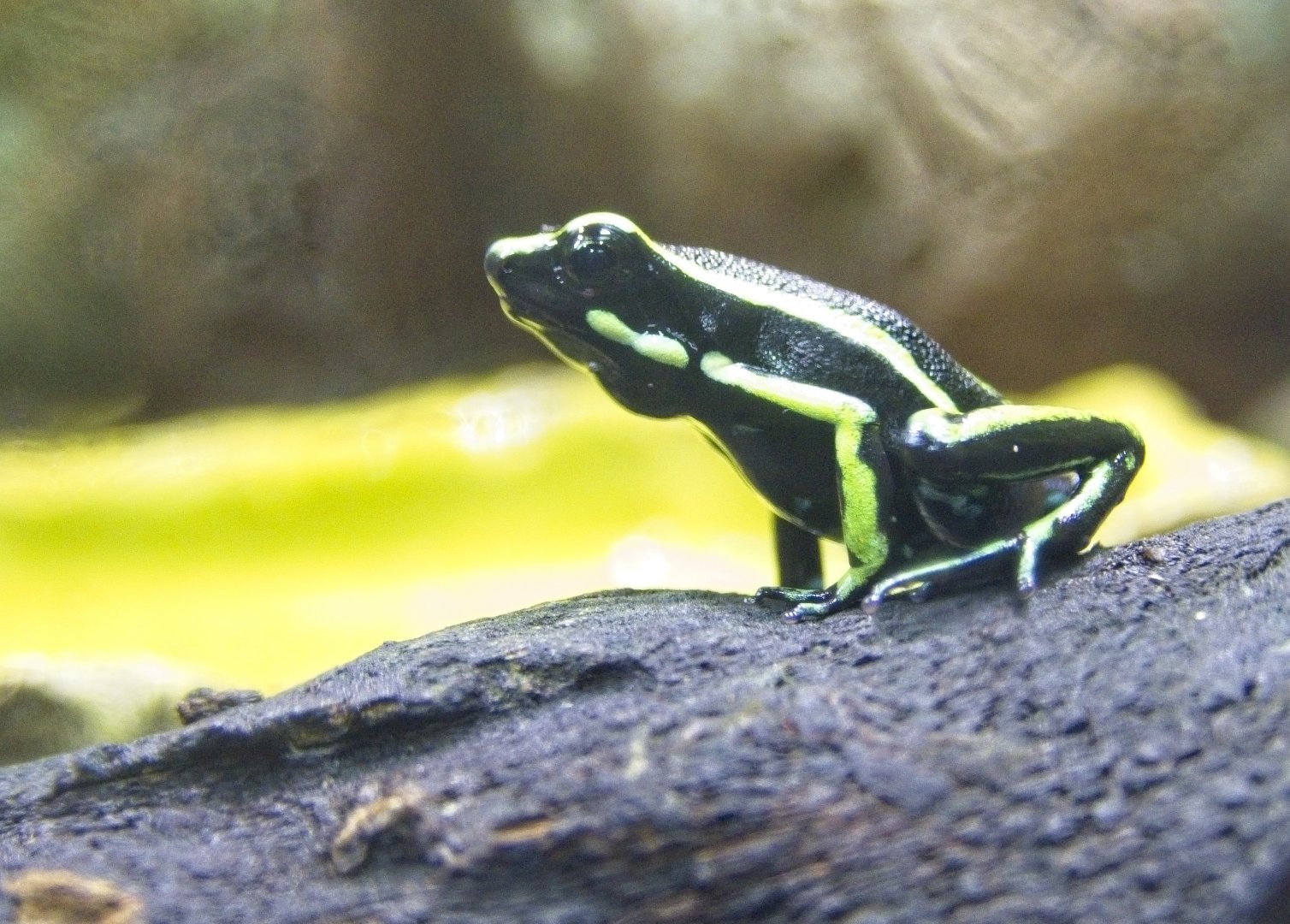 Dart Frog (poss Yellow striped)