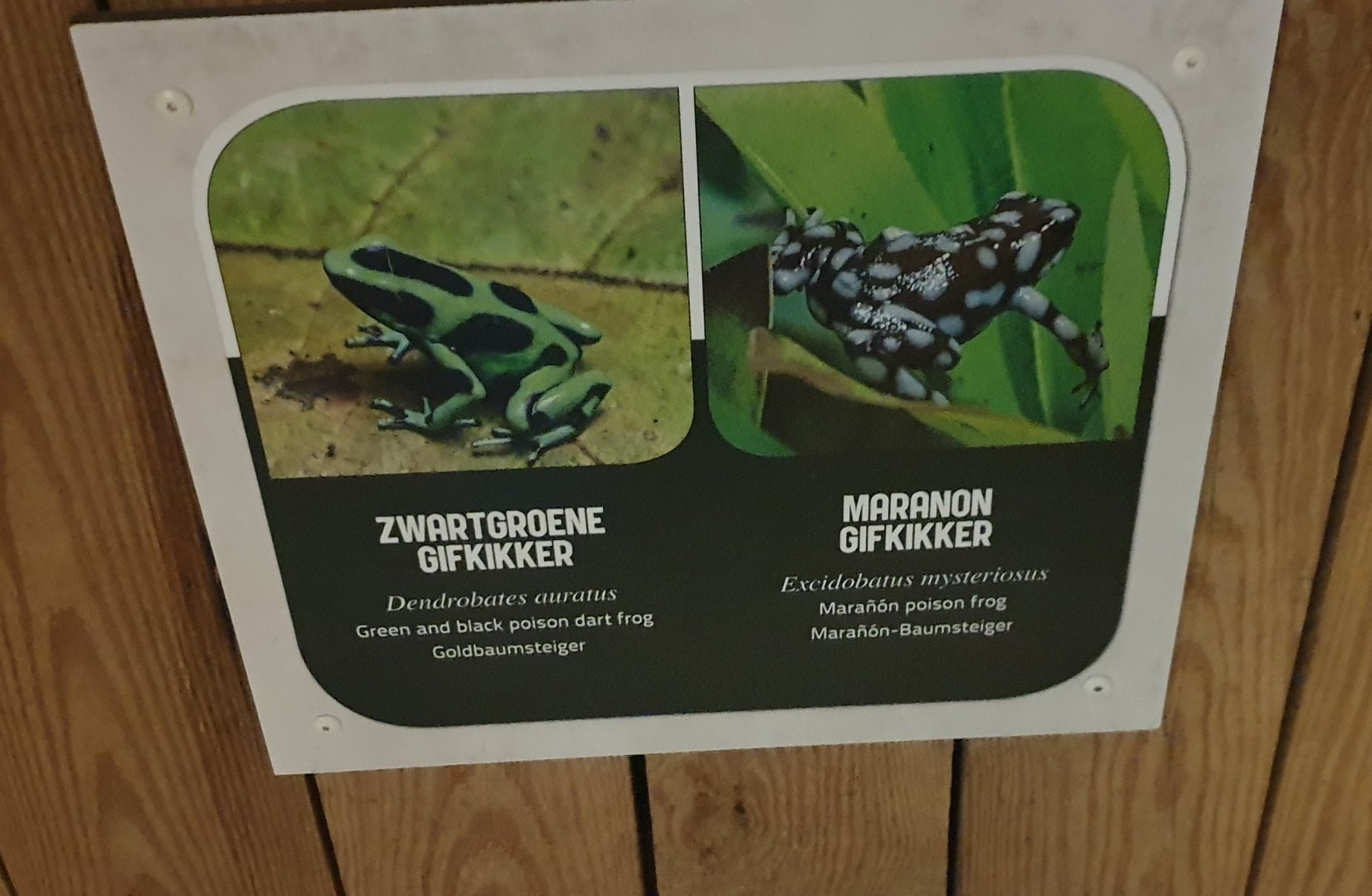 Dart frog signs