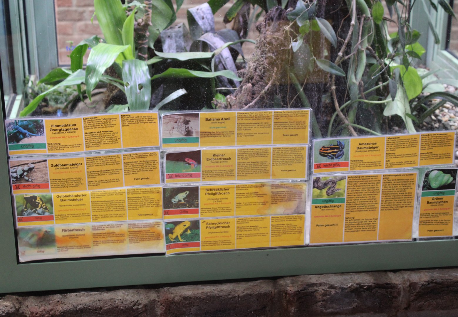 Dart frog - Snake - Lizard signs