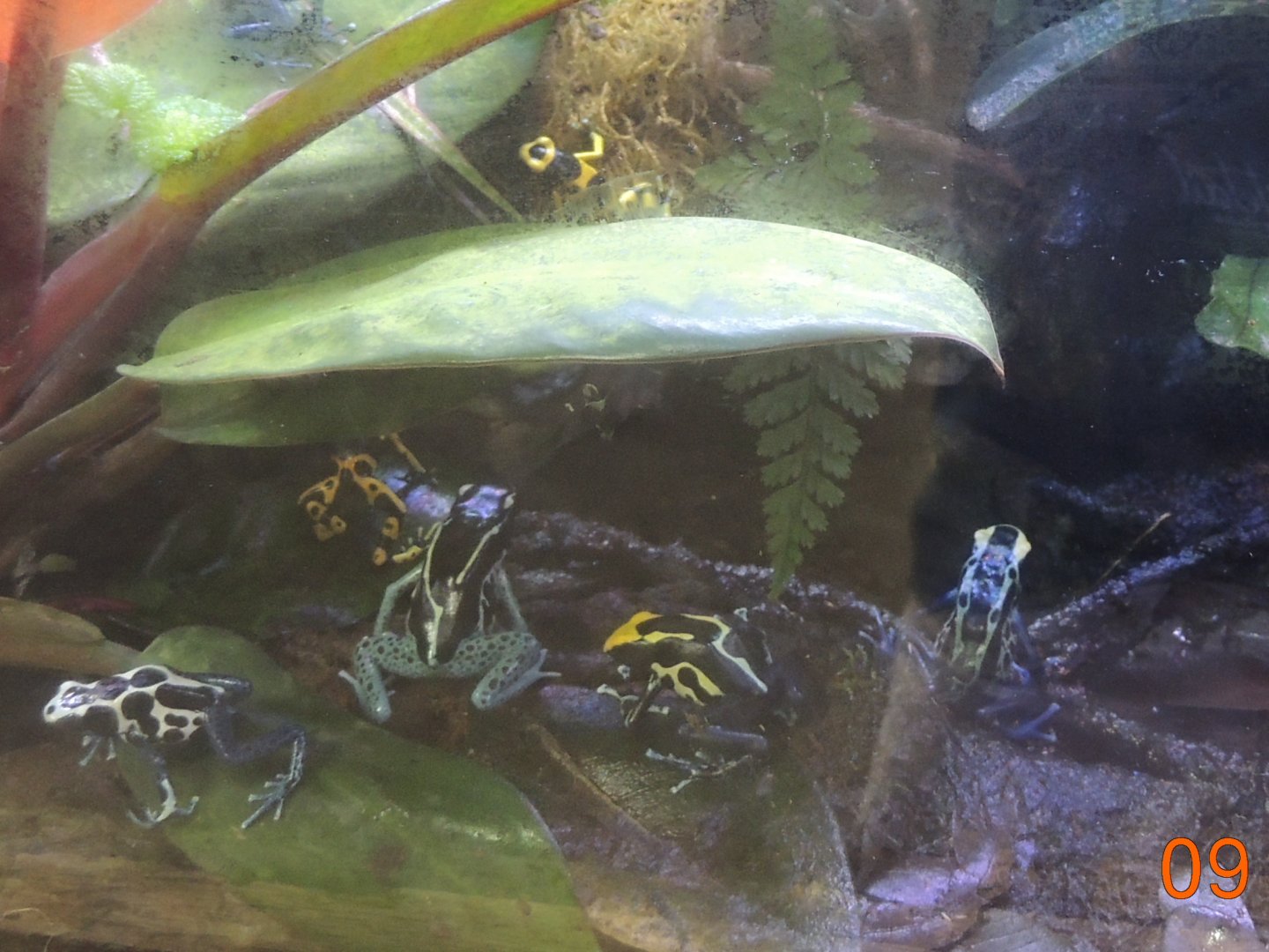 dart frog species