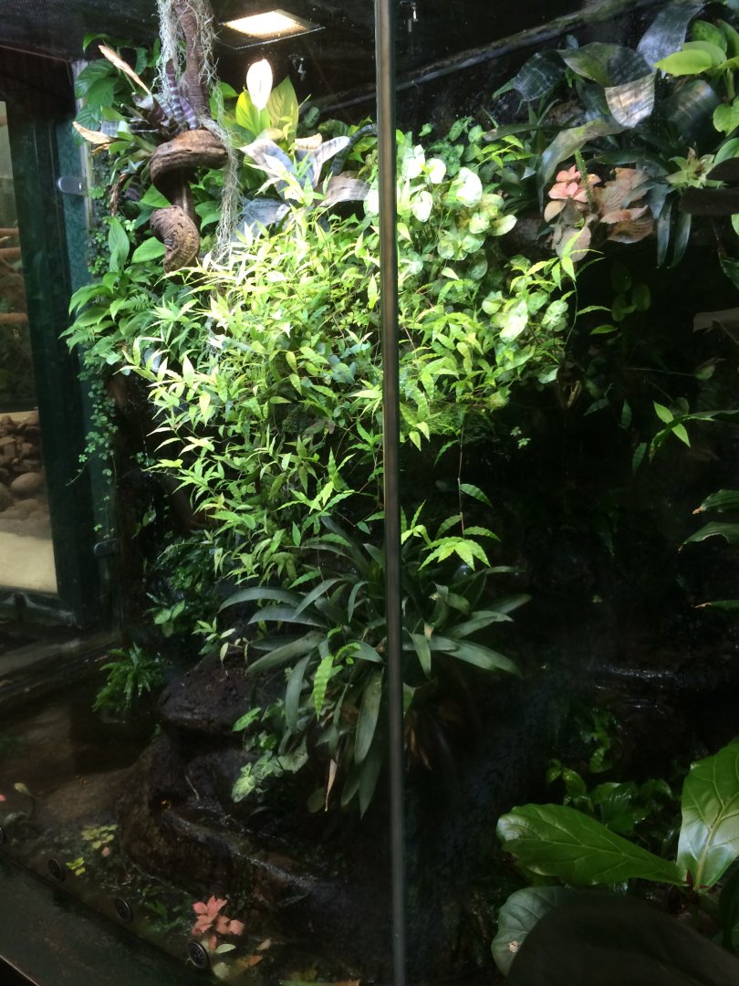 Dart frog terrarium