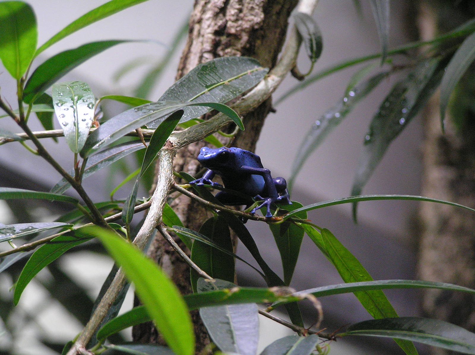 Dart frog - Zurich 06