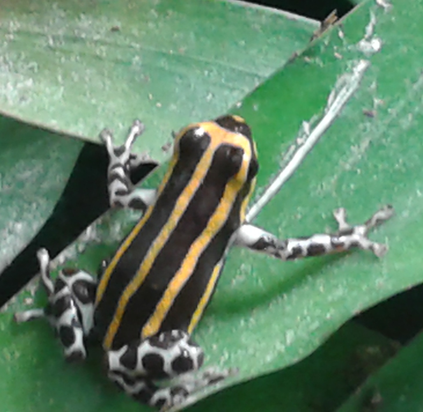 dart frog
