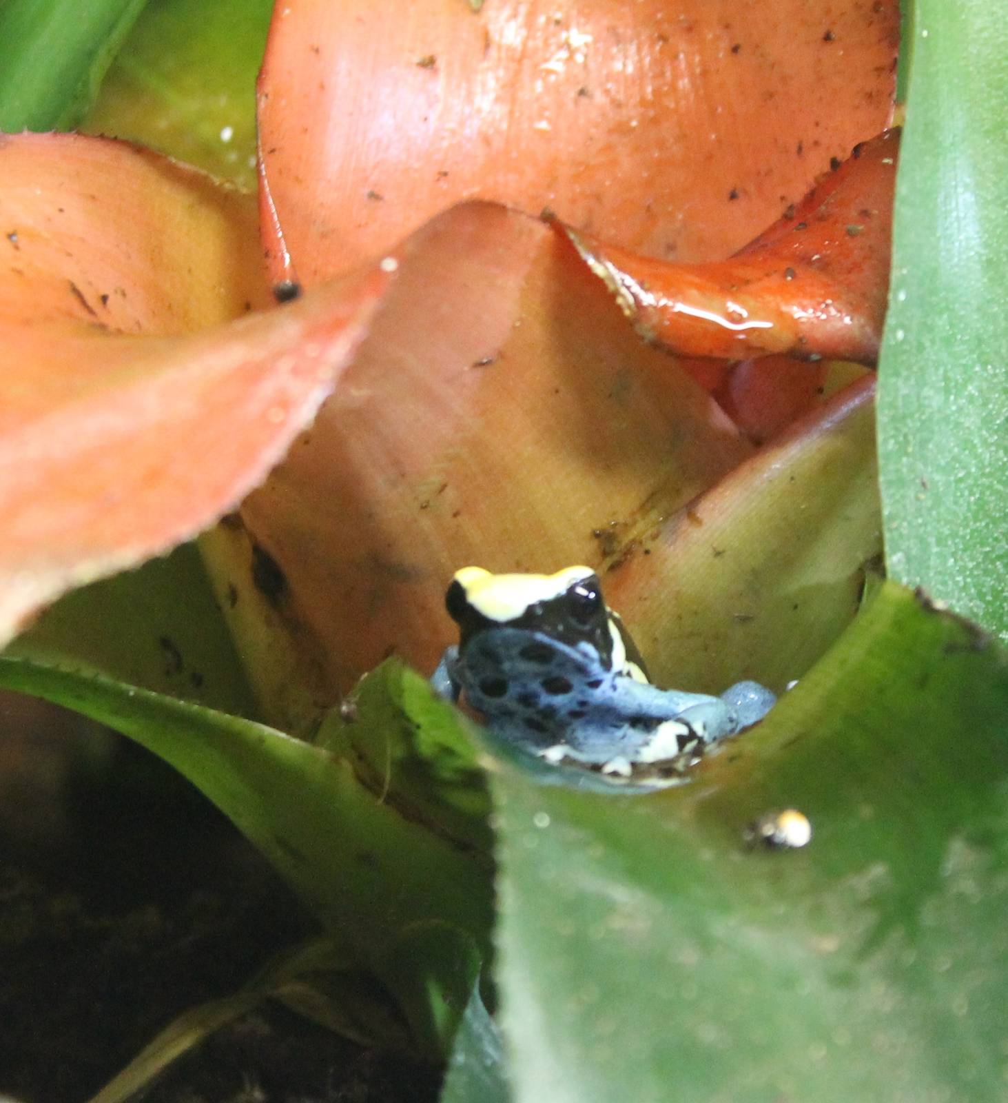 Dart frog
