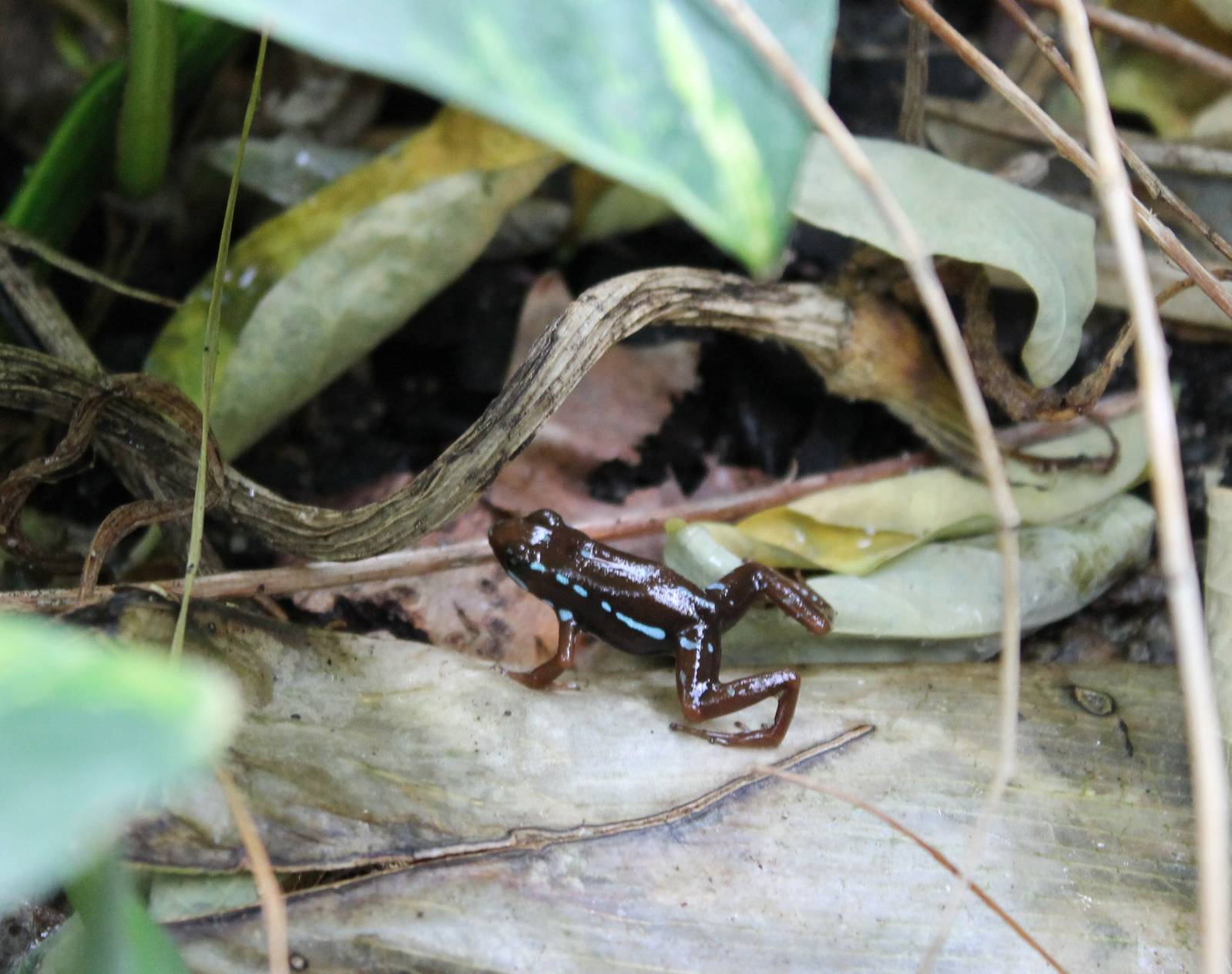 Dart frog