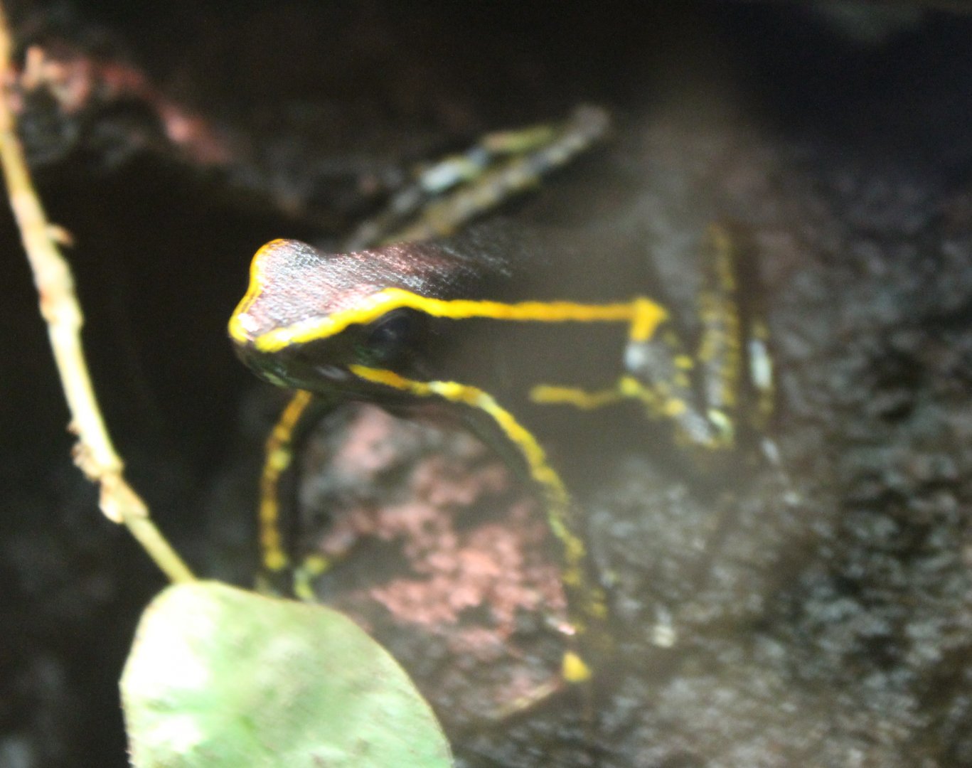 Dart frog