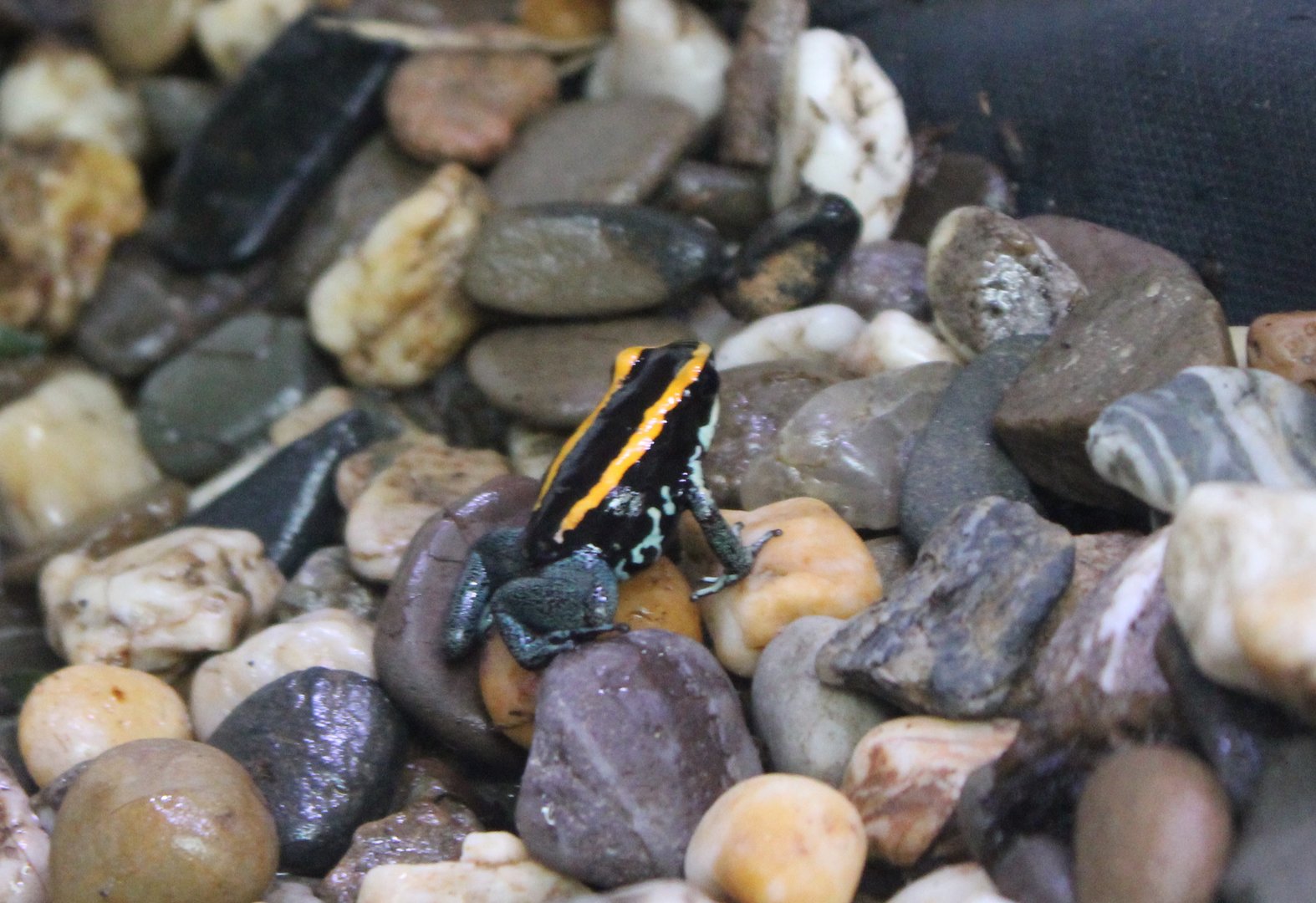 Dart frog