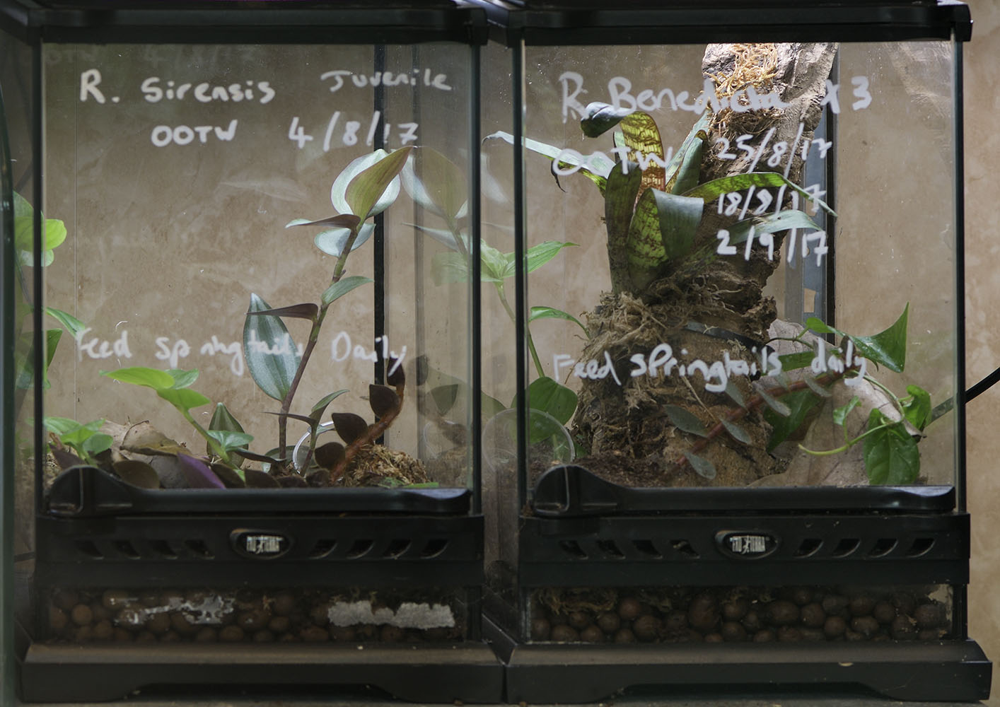 Dart froglet rearing tanks