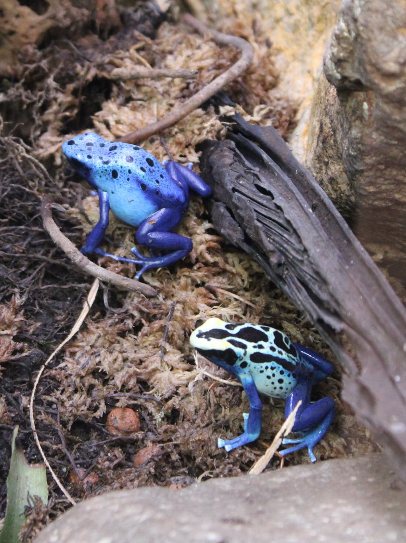 Dart frogs
