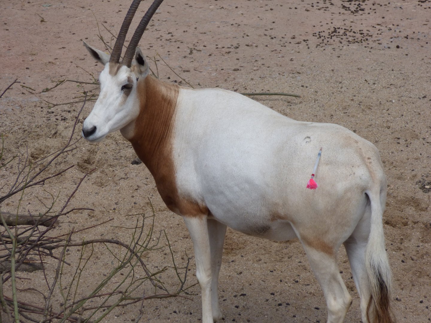 Darted Oryx